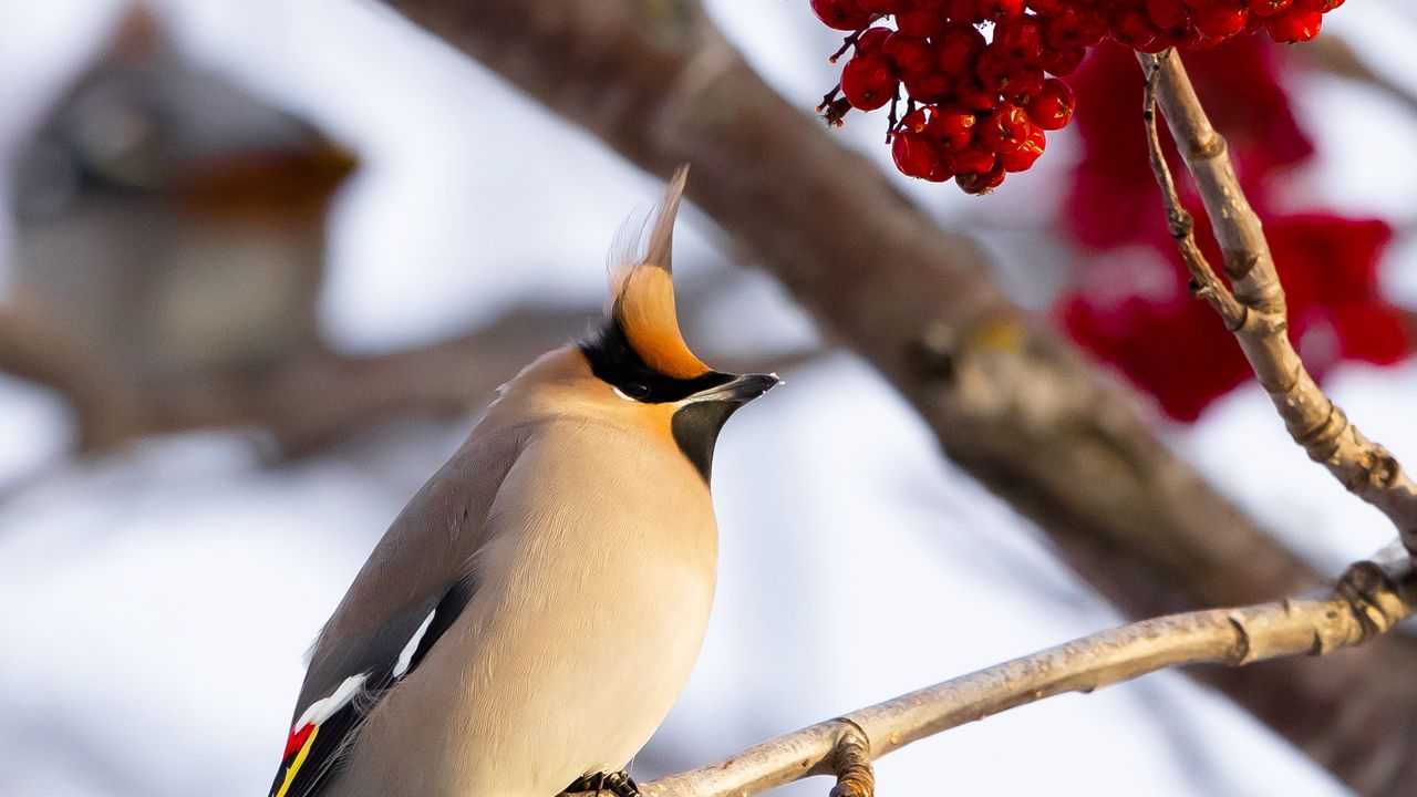 Wallpaper waxwing, bird, branch, berries, winter