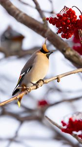 Preview wallpaper waxwing, bird, branch, berries, winter