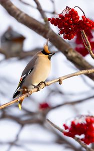Preview wallpaper waxwing, bird, branch, berries, winter