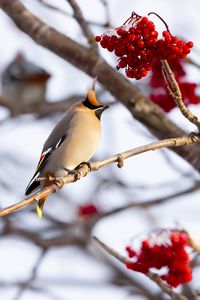 Preview wallpaper waxwing, bird, branch, berries, winter