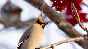 Preview wallpaper waxwing, bird, branch, berries, winter