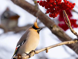 Preview wallpaper waxwing, bird, branch, berries, winter