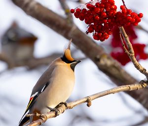 Preview wallpaper waxwing, bird, branch, berries, winter