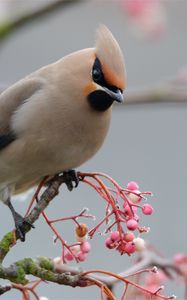 Preview wallpaper waxwing, bird, branch, crest, coat