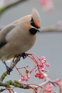 Preview wallpaper waxwing, bird, branch, crest, coat