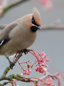 Preview wallpaper waxwing, bird, branch, crest, coat