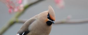 Preview wallpaper waxwing, bird, branch, crest, coat