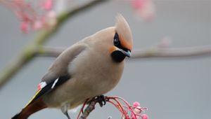 Preview wallpaper waxwing, bird, branch, crest, coat