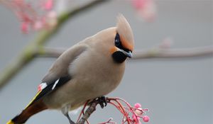 Preview wallpaper waxwing, bird, branch, crest, coat