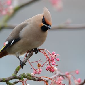 Preview wallpaper waxwing, bird, branch, crest, coat