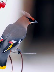 Preview wallpaper waxwing, bird, branch, berry, sit