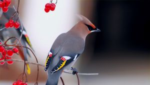 Preview wallpaper waxwing, bird, branch, berry, sit