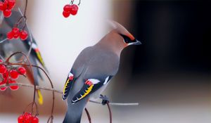 Preview wallpaper waxwing, bird, branch, berry, sit