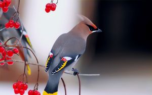 Preview wallpaper waxwing, bird, branch, berry, sit