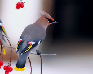 Preview wallpaper waxwing, bird, branch, berry, sit