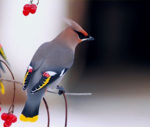 Preview wallpaper waxwing, bird, branch, berry, sit