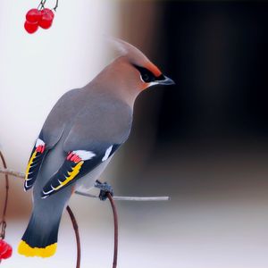 Preview wallpaper waxwing, bird, branch, berry, sit