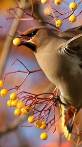 Preview wallpaper waxwing, bird, branch, berries