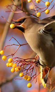 Preview wallpaper waxwing, bird, branch, berries