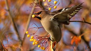 Preview wallpaper waxwing, bird, branch, berries