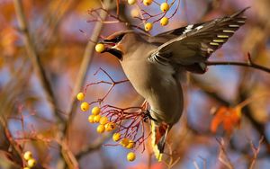 Preview wallpaper waxwing, bird, branch, berries