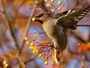 Preview wallpaper waxwing, bird, branch, berries