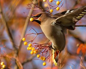 Preview wallpaper waxwing, bird, branch, berries