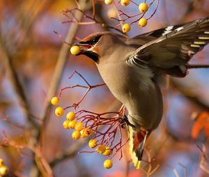 Preview wallpaper waxwing, bird, branch, berries