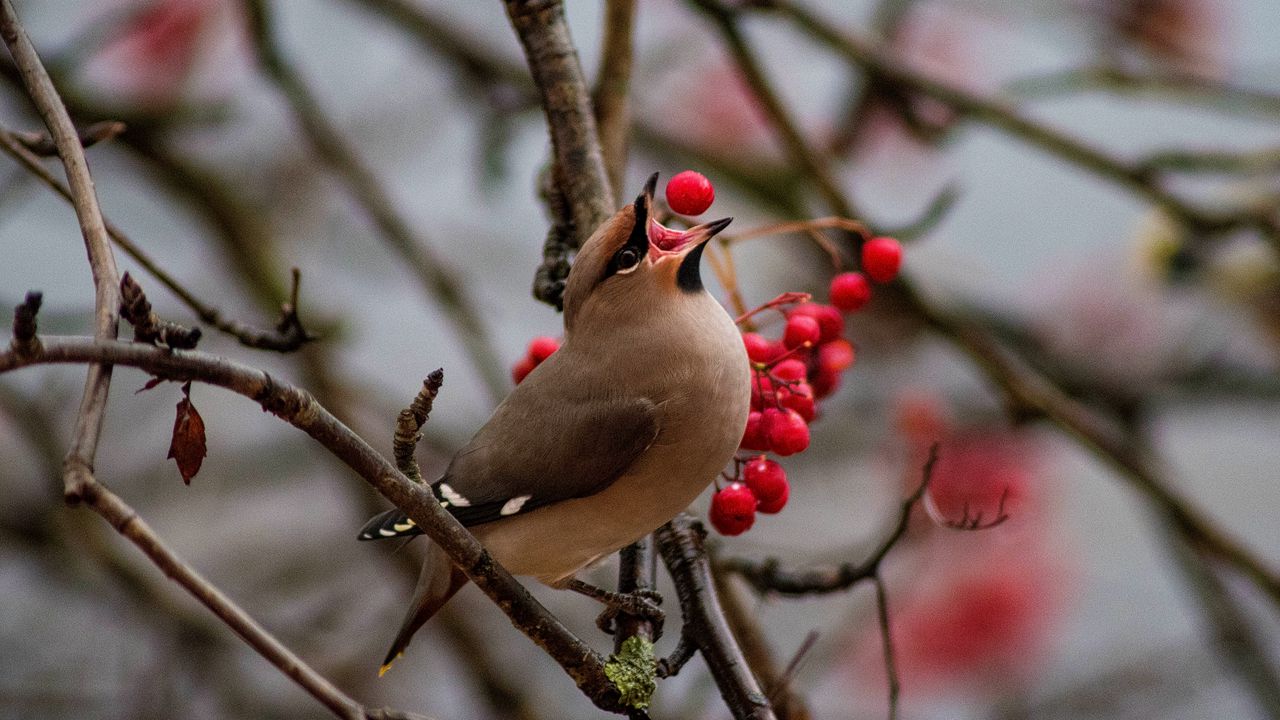 Wallpaper waxwing, bird, branches, berries, wildlife