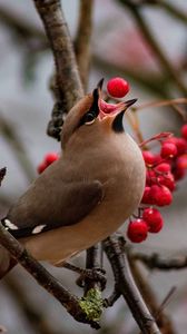 Preview wallpaper waxwing, bird, branches, berries, wildlife