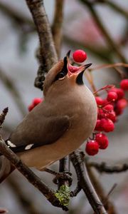 Preview wallpaper waxwing, bird, branches, berries, wildlife