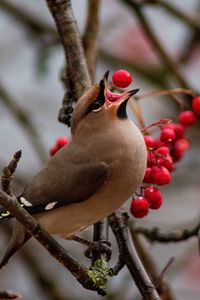 Preview wallpaper waxwing, bird, branches, berries, wildlife