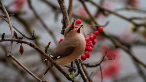 Preview wallpaper waxwing, bird, branches, berries, wildlife