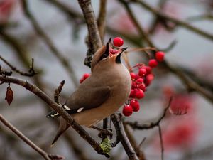 Preview wallpaper waxwing, bird, branches, berries, wildlife