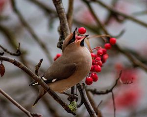 Preview wallpaper waxwing, bird, branches, berries, wildlife