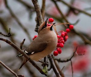 Preview wallpaper waxwing, bird, branches, berries, wildlife