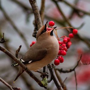Preview wallpaper waxwing, bird, branches, berries, wildlife