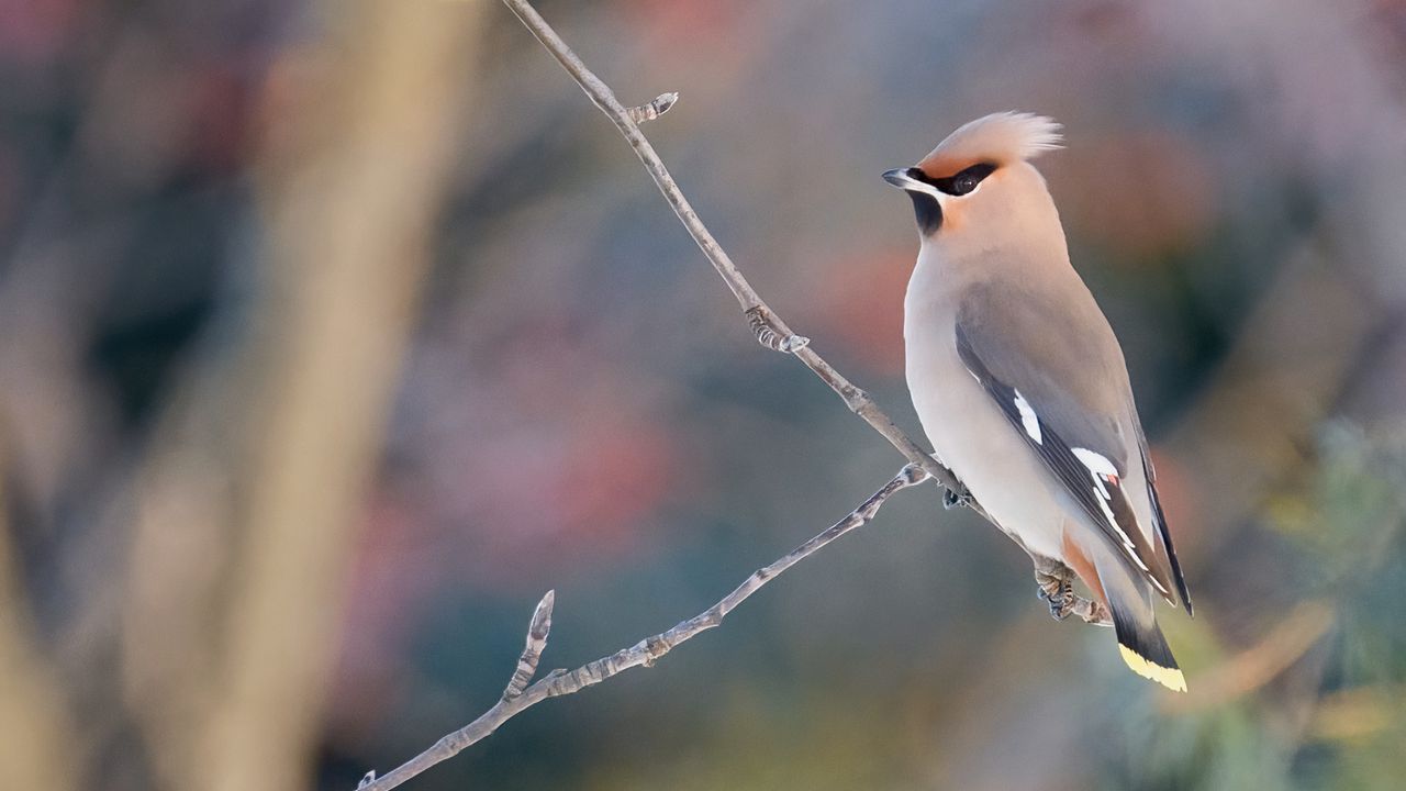 Wallpaper waxwing, birds, branch