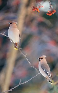 Preview wallpaper waxwing, birds, branch