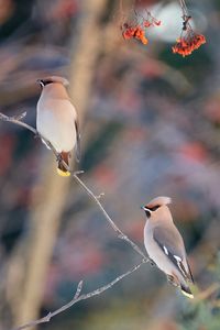 Preview wallpaper waxwing, birds, branch