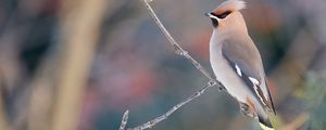Preview wallpaper waxwing, birds, branch