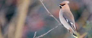 Preview wallpaper waxwing, birds, branch