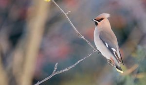 Preview wallpaper waxwing, birds, branch