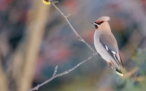 Preview wallpaper waxwing, birds, branch