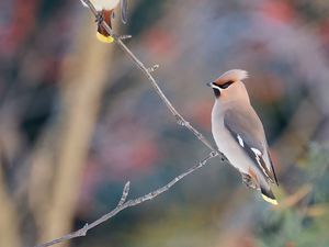 Preview wallpaper waxwing, birds, branch