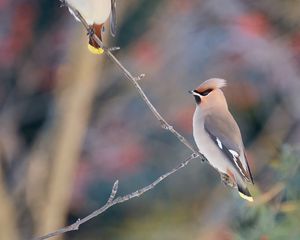 Preview wallpaper waxwing, birds, branch