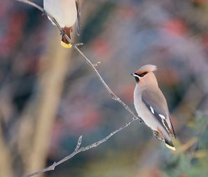 Preview wallpaper waxwing, birds, branch