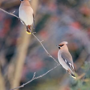Preview wallpaper waxwing, birds, branch