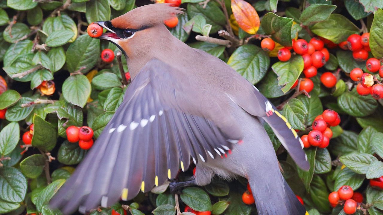 Wallpaper waxwing, poultry, berries, bush, leaves, food, feathers