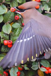 Preview wallpaper waxwing, poultry, berries, bush, leaves, food, feathers